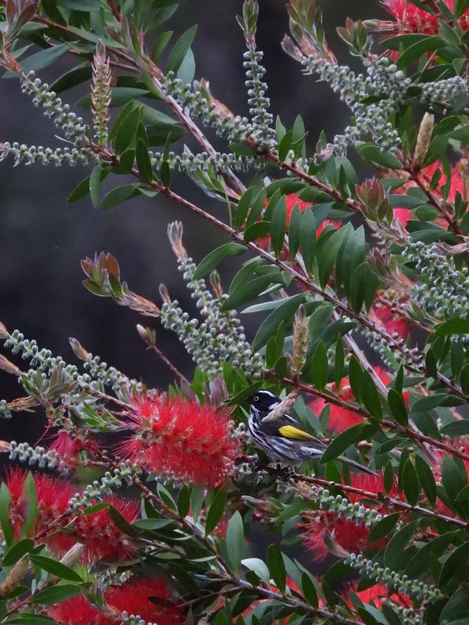 Cape Howe Cottages Lowlands المظهر الخارجي الصورة